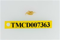 藏品(雙色澤蟹)的圖片